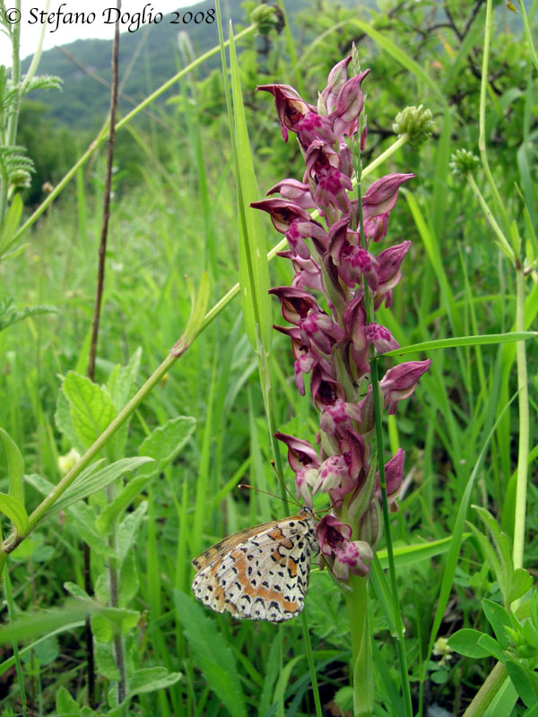 Orchis spitzelii e altro dai Simbruini